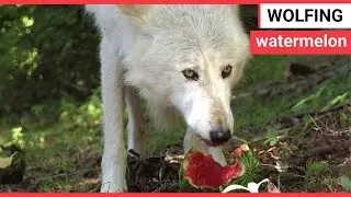 Lone wolf feasts on a watermelon | SWNS