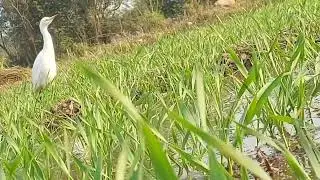bagla bird beauty in enjoy the life