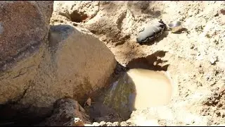 How to find water in a dry creek bed.