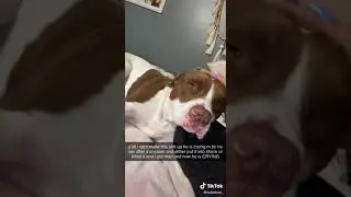 Sad Dog: Owner Scolds Dog(Pet Animal 2021)#dog #funny #video #creative #jordikoalitic