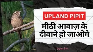 Upland Pipit calling II Call of Upland Pipit #uplandpipit #habitat #naturallywild