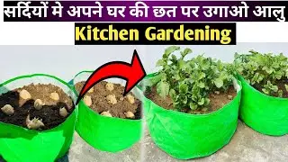 ग्रोबैग में ज्यादा आलू चाहिये तो ये करो | आलू उगाओ घर की छत पर | Alu Germination At Rooftop | Alu | 