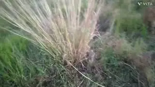Natural vlog #1 😉😊Tuli / Sir. Natural vlog only grass. sponsored by vita...