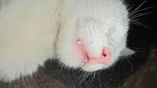 funny sleeping cats ||