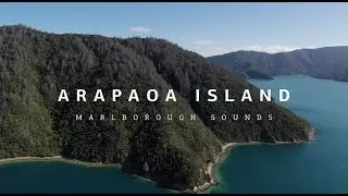 Saving ancient history and native bush from wilding pines in the Marlborough Sounds