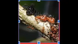 Ants Plants and Birds Symbiotic Behavioral Evolution