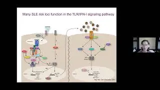 Genetics and Epigenetics as Tools for Elucidating SLE Heterogeneity and Pathogenesis.