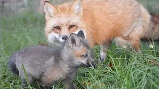 Fox pups playing at SAF South