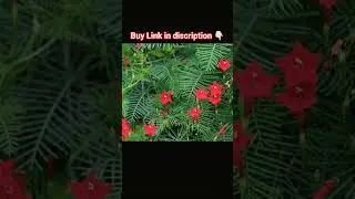 Red crisp vine plant. #shorts #trending #flowers #buying #offer