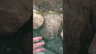 fairy hunters are coming... #funny #fairy #fyp #shorts #tiktok #trending #hunting #trap