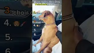 Ranking The Best Dog Veterinarian Moments