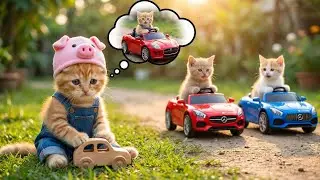 Mama Meow Cleans Shops To Buy Red Car Toy For Ginger Kitten🐾🐯