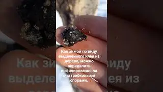 #Какзимой#повиду#выделенногоклея#издерева#можно#определить #инфицированно#ли#оно#грибковыми#спорами.