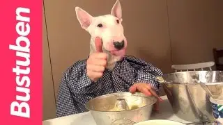 How to bake like a dog - best sponge cake recipe