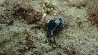 New snail Gemophos tinctus walking P6033237