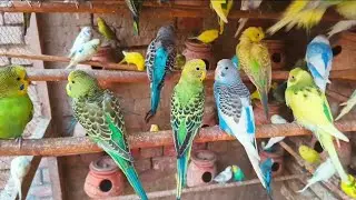 Happy Budgies Sounds in Cage | Cute Baby Budgies Sounds | Beautiful Bird Sounds 