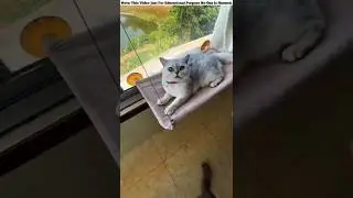Naughty Cat Tricks Owner🦧🤣