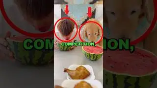 EATING COMPETITION GONE WRONG! 😨 #funny #cute #race #dog