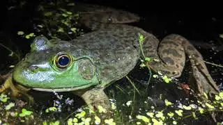 2 Hour Mating Call of American Bullfrog