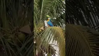 CLEVER BIRD / BURUNG CERDIK 1