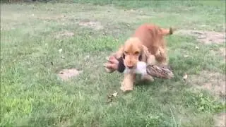 Service dog likes to play Scent Games. Bird Dog likes working