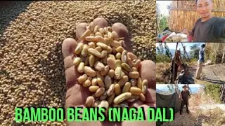 Bamboo bean (Naga Dal) Harvesting in primitive ways// Naga style.