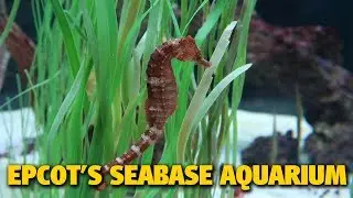Epcot's SeaBase Aquarium | 04/18/19