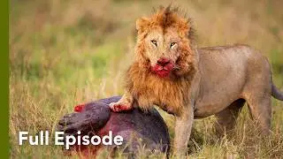 Africa’s Fierce Felines | Wildlife Icons 102
