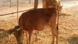 How to prevent stomach worm disease in cow without spending one rupee