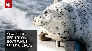 Seal seeks refuge on boat while fleeing orcas