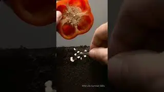 Red Bell Pepper Seed to Plant Mesmerizing 120-Day Time Lapse Watch Nature Magic Unfold From Scratch
