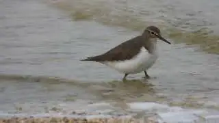 Common Sandpiper, Piro-piro piccolo (Actitis hypoleucos)