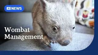 Advocates concerned over ACT government wombat management plan | ABC NEWS