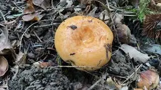 Lactarius salmonicolor, October 19, 2022