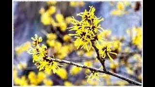 HAMAMELIS: propiedades medicinales, beneficios, indicaciones, precauciones y estudios cient&iacute;ficos.