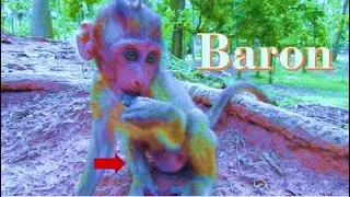 Million Horror Hurt ... Baron Attack & seriously by Adult monkey . Baron Monkey Big swollen Leg