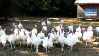 Turkey Caller