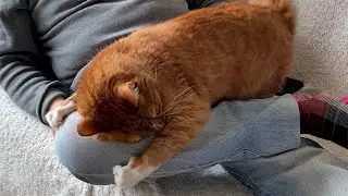 My cat is obsessed with my dad | Oppa the Orange Cat