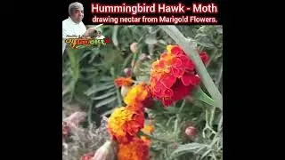 Hummingbird Hawk - Moth drawing nectar from Marigold Flowers.