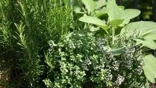 Herbs Part 1