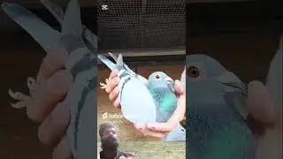 Homer racing extrem long distance hen #kabootar #pigeon #shorts #ytshorts