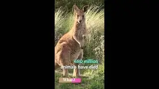 Australia on Fire!