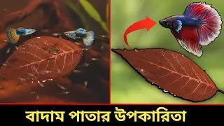 বাদাম পাতার ৭টি উপকারিতা !! একুরিয়ামের জাদুকরী পাতা : Indian Almond Leaves . 