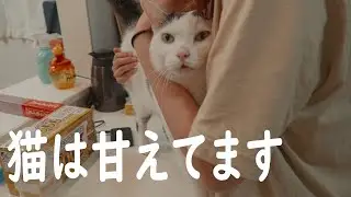 【猫Vlog】病み上がりの夫婦に甘える猫達の様子が可愛い