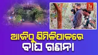 Tiger Census Begins Today in Similipal Sanctuary | Two-Phase Counting Starts | NandighoshaTV