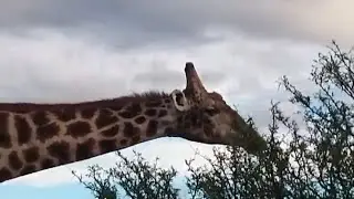 Giraffe feeding on Acacia