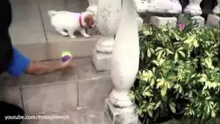 Puppies Having Trouble With Stairs - Boringly.com