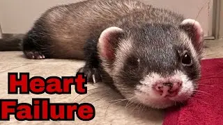 How I knew Simon went into heart failure