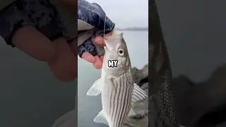 How To Catch Bay Area Striped Bass!
