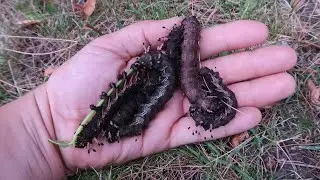 Big Caterpillar Vlog: Progress - Citheronia bellavista